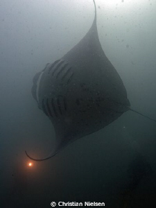Manta feeding in Hanu Faru Lagoon. Taken in natural light... by Christian Nielsen 